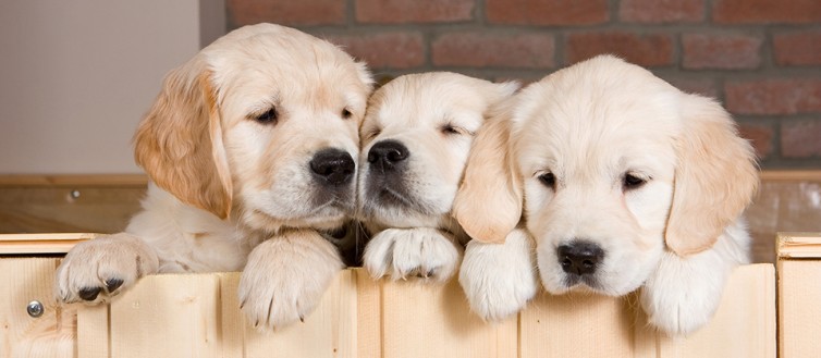 3puppies